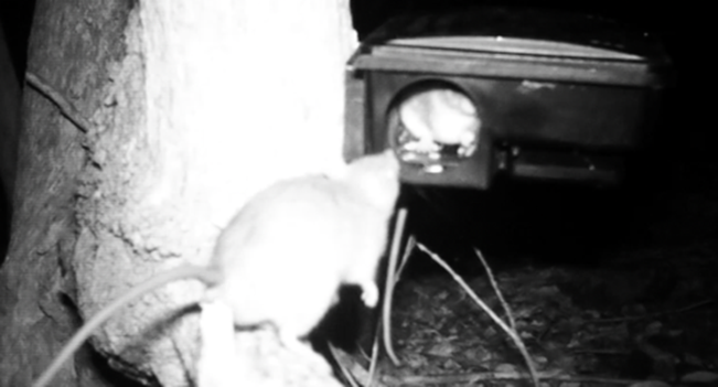 Deux individus de rat noir en train de se partager l’appât au sein du même poste d’appâtage sur l’îlet Chancel | ©HELP Sarl